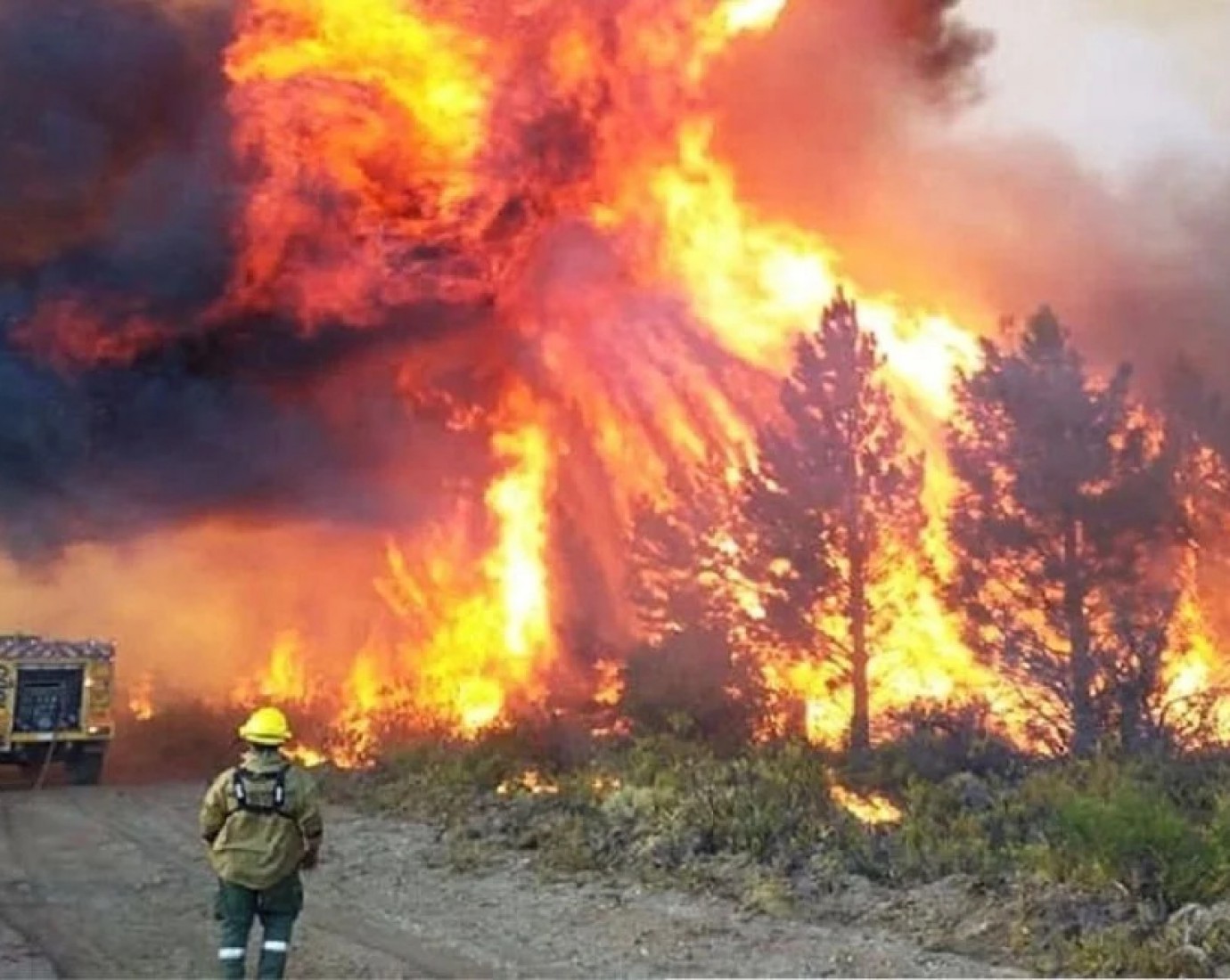 Crearon una web para encontrar mascotas perdidas en los incendios de la Patagonia