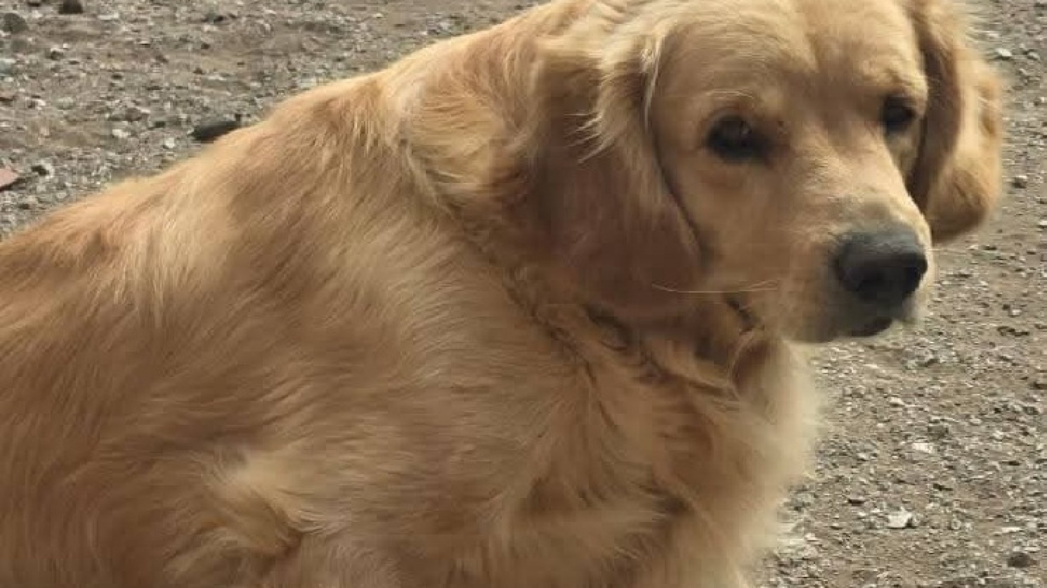 Casa robada, perro perdido: La desesperada búsqueda de una familia en Comodoro