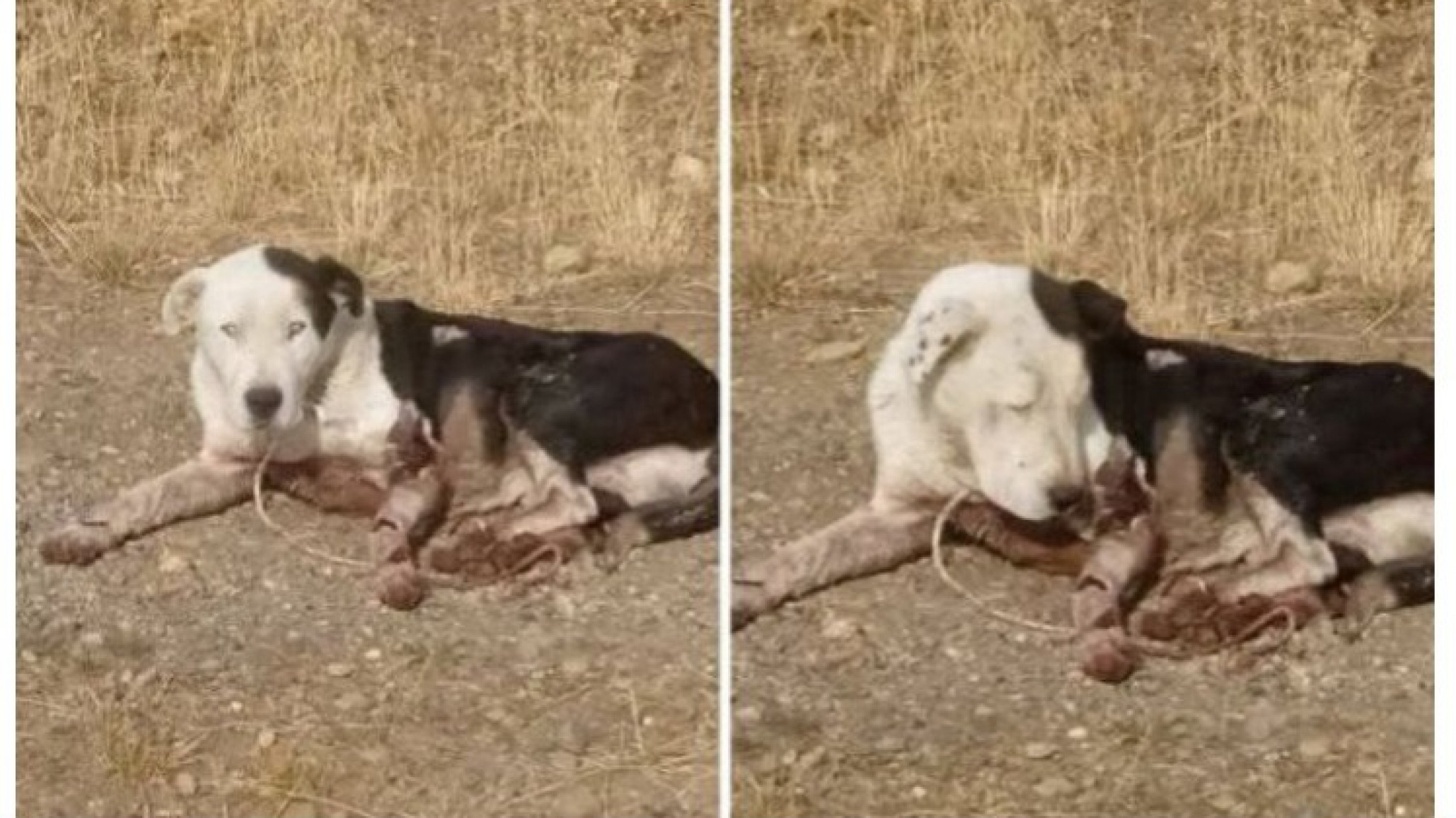 Rescataron a un perro que fue arrastrado seis kilómetros: "Estas no son heridas de hoy"