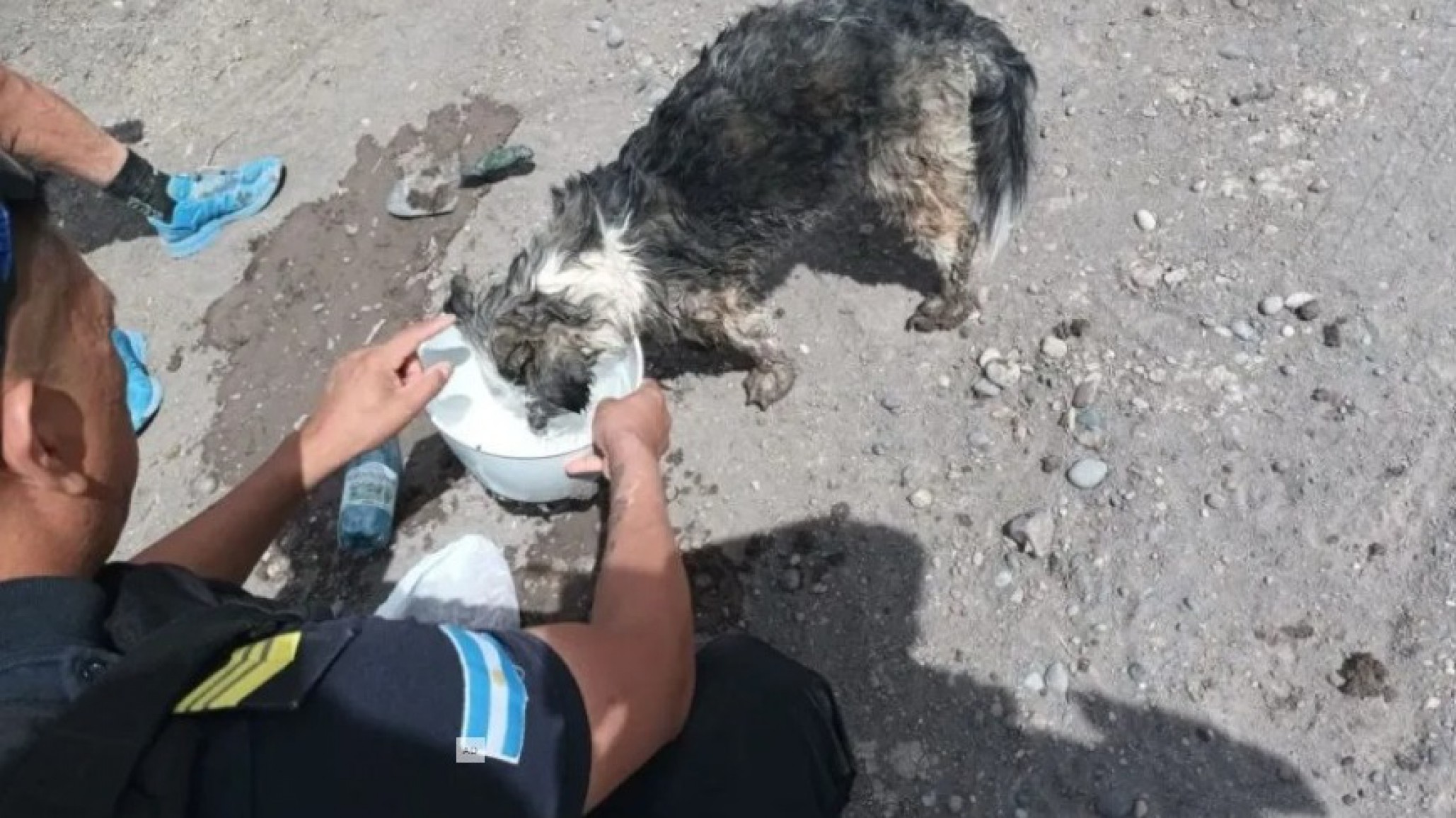 Alerta por casos de crueldad animal extrema en el valle de Chubut