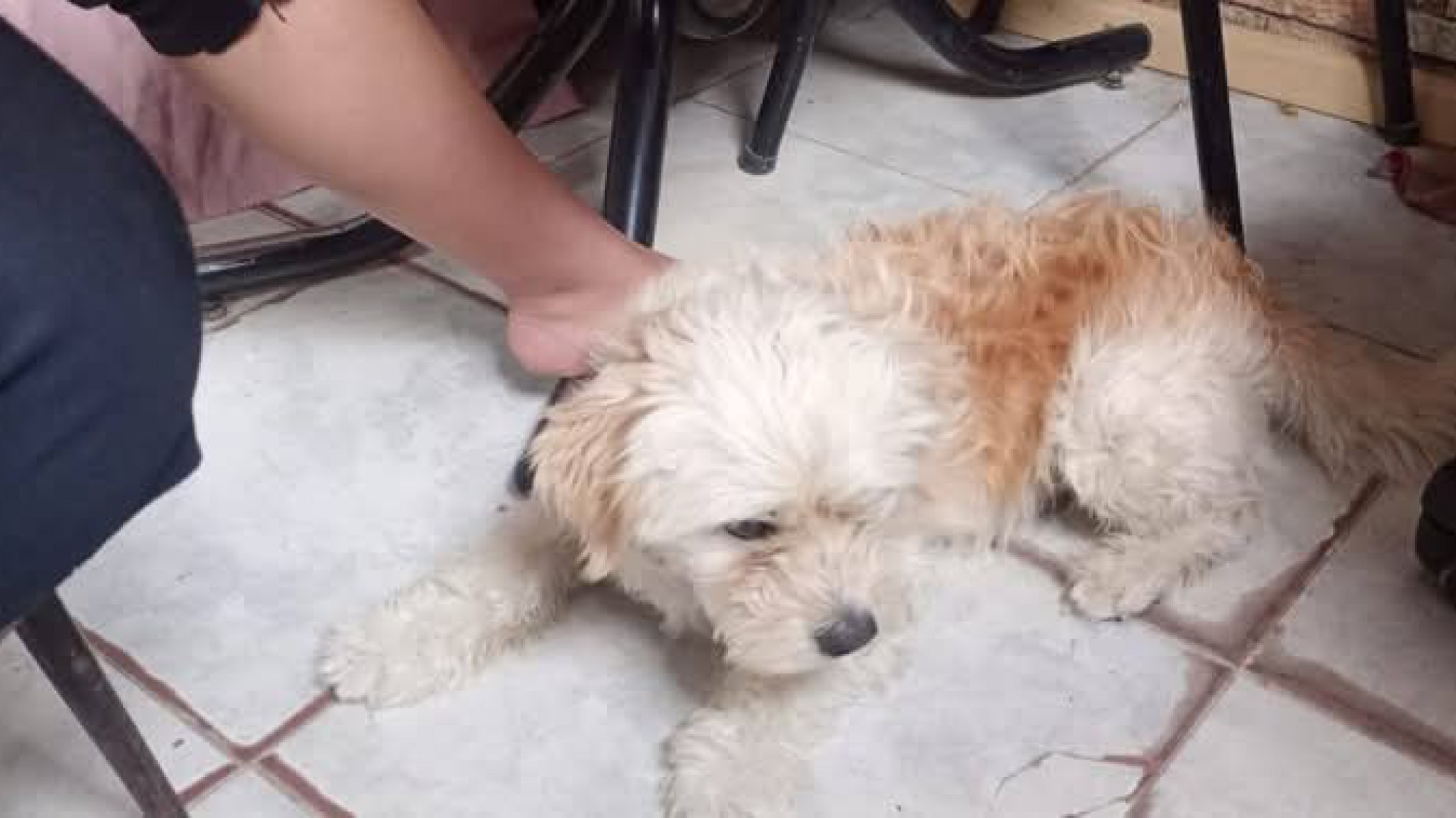 Abandonaron a un perro de avanzada edad en una caja: "Lo tiraron como zapatos viejos"