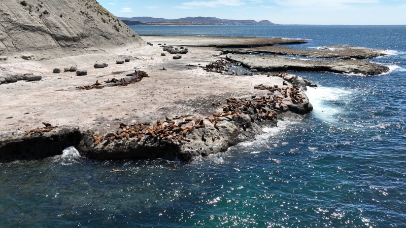 Récord de nacimientos: La colonia de lobos marinos en Punta Marqués celebra un censo exitoso