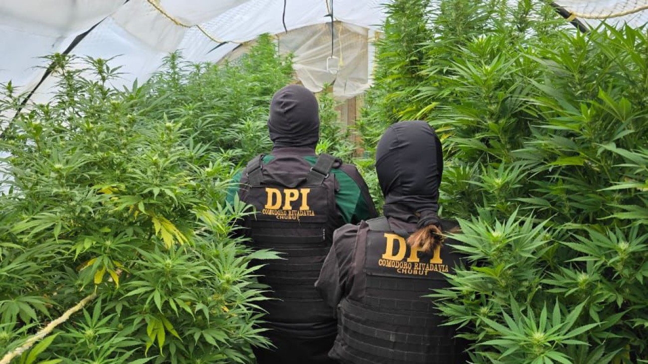 Allanamientos en el KM17: "Durante el registro de la vivienda se detectaron 3 armas de fuego y varias plantas de marihuana"