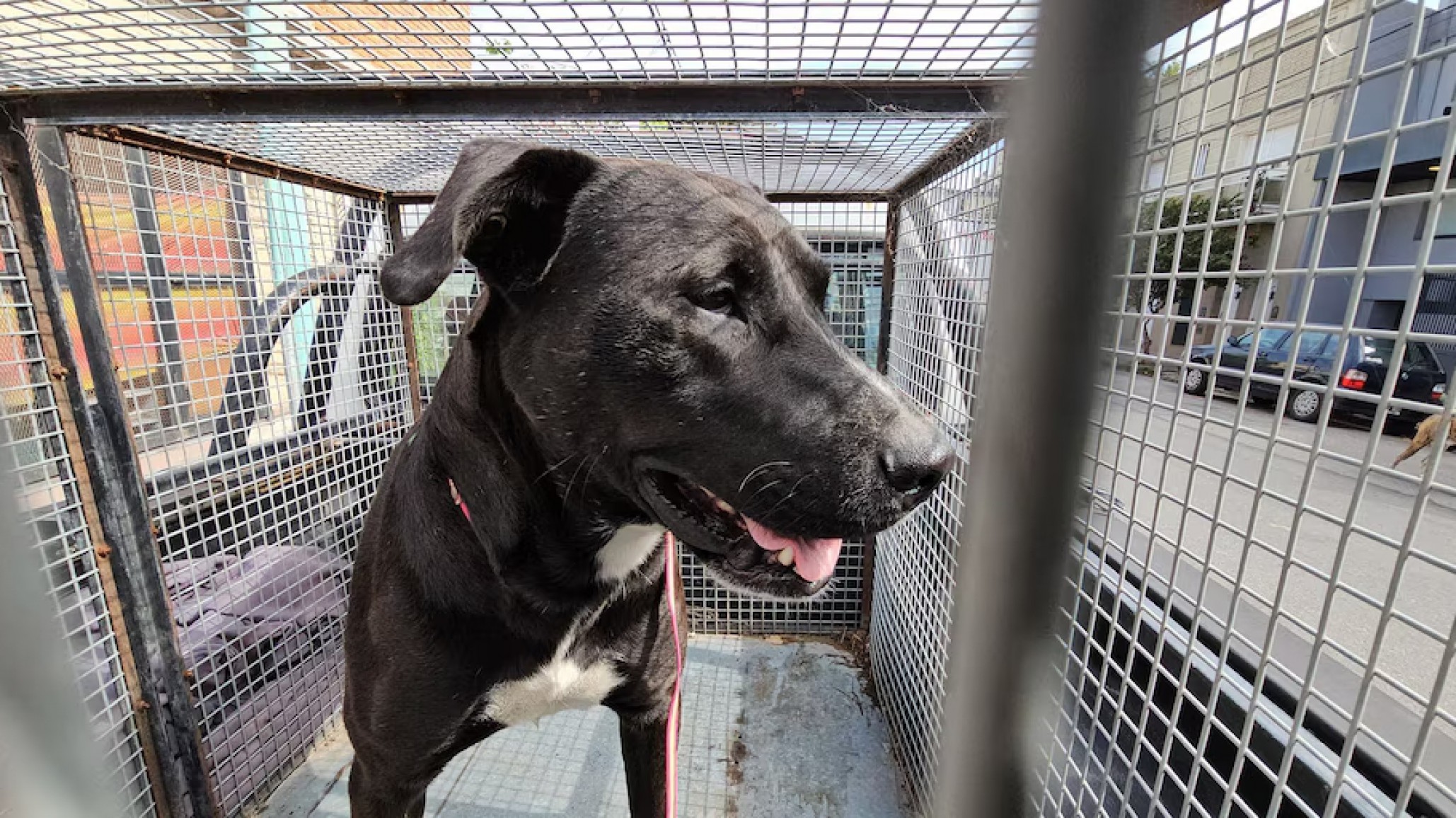 Una mujer fue detenida por tener sexo con un perro en la vía pública