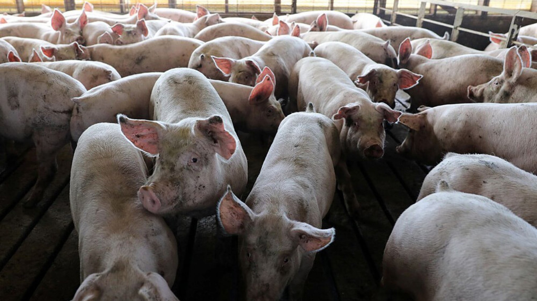 Prometieron trabajo y euros, pero encontraron un infierno de trabajo esclavo: Un matrimonio correntino huyó de Polonia