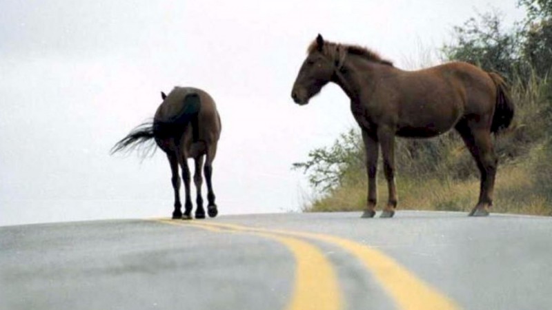 Maite Luque sobre el control de equinos: "El Concejo ya trabajó en una buena ordenanza, ahora debe aplicarse"