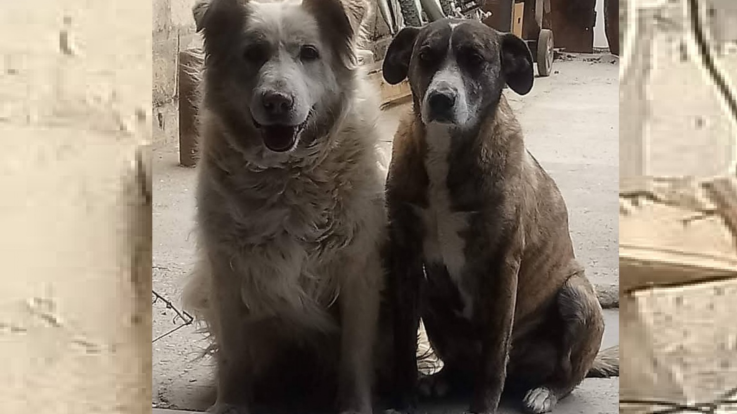 Entraron a robar a la casa de sus papás y desapareció su perra Uma de 13 años