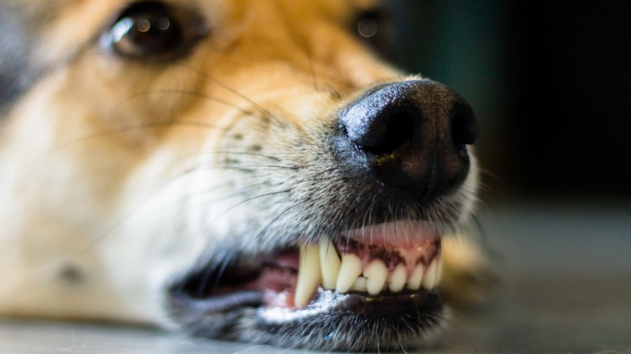 Un adolescente fue atacado en el rostro por un perro callejero en Km. 3