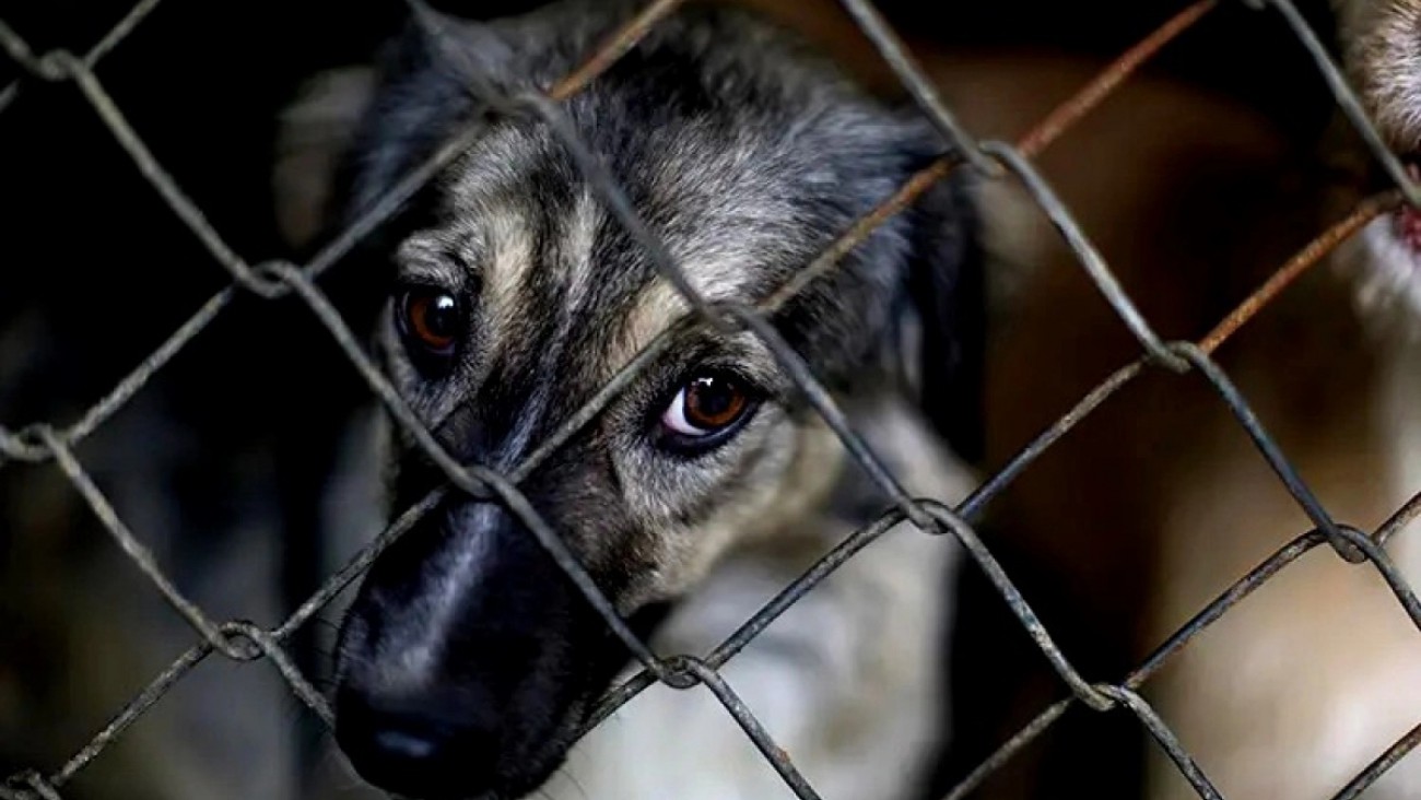 Caperochipi: "Las leyes por maltrato animal son de hace 70 años, hay que cambiarlas"