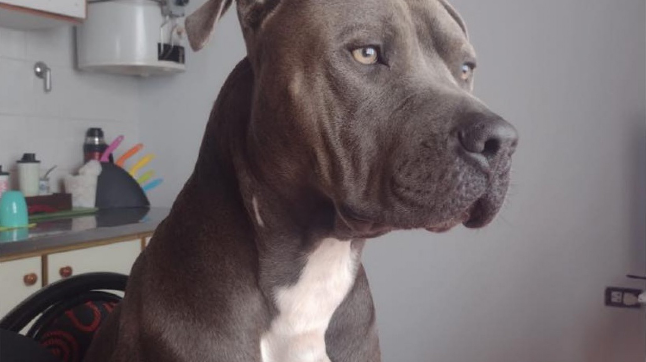 Una familia de Comodoro busca a su perro "Braco" y ofrece recompensa: "Lo extrañamos"