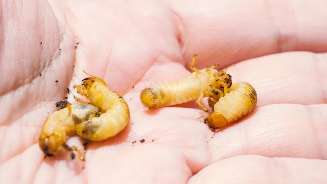 México confirmó el primer caso humano de maisis por gusano barrenador en una mujer de 77 años