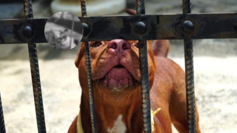 Tragedia en Córdoba: Un pitbull atacó a un bebé de nueve meses mientras dormía