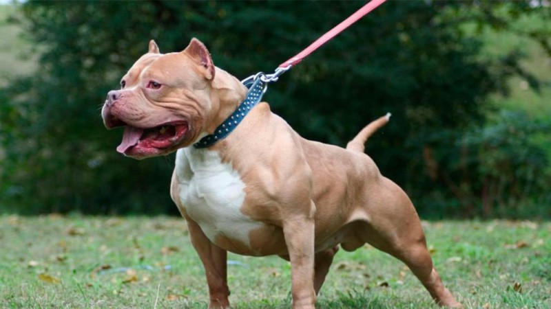 Pitbull atacó a una nena de 5 años y le causó graves heridas en el rostro