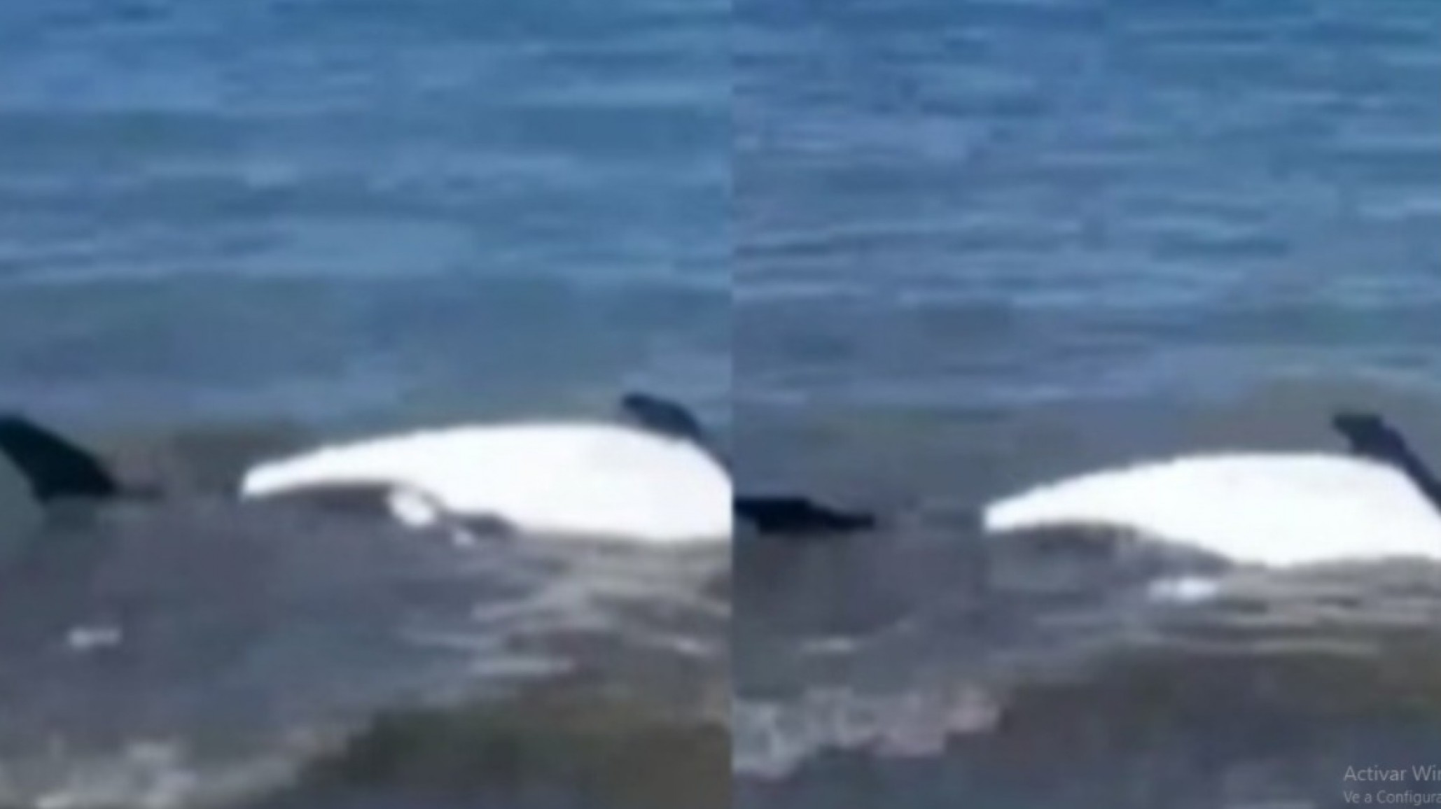 Aparecieron dos toninas muertas en la costa y un científico aclaró: "No es un número alarmante"