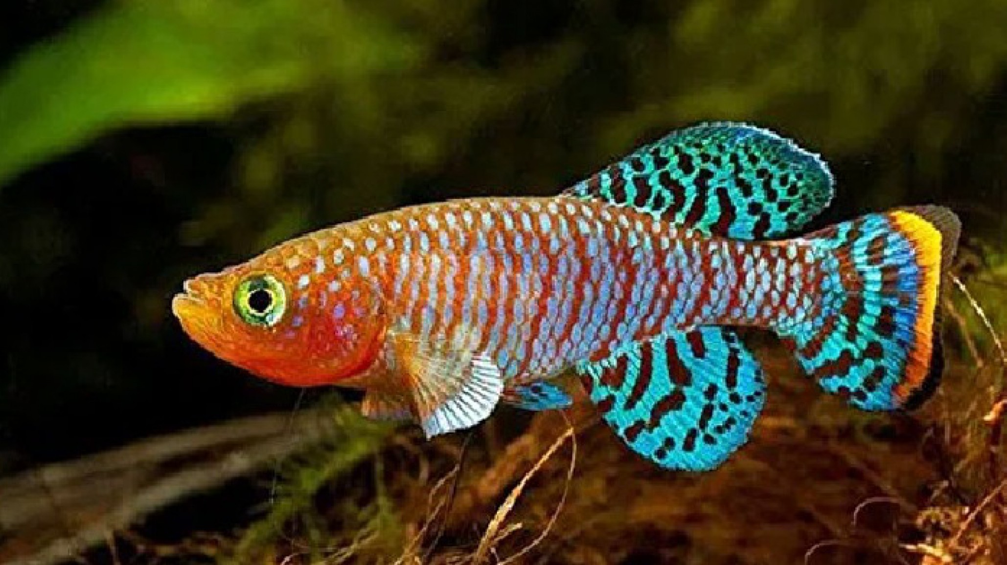 Histórico descubrimiento: Encontraron una nueva especie de Pez Killi Gigante en el Parque Nacional Chaco