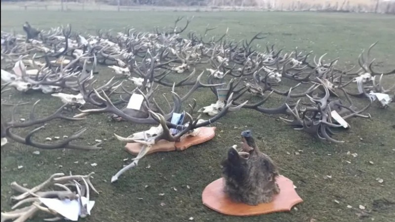 Desbarataron una banda dedicada a la caza ilegal en Chubut y Río Negro