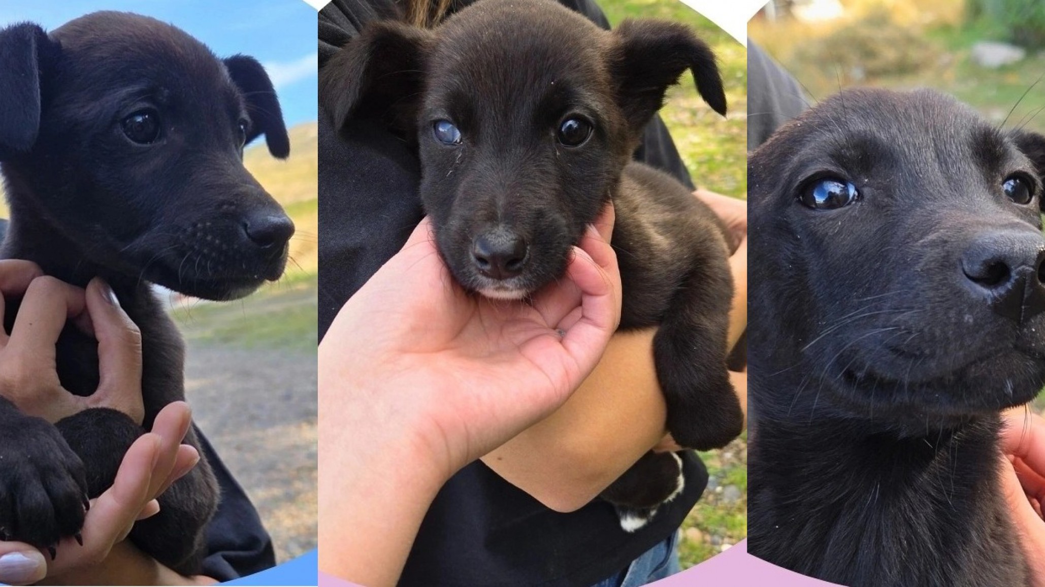 "Si no los adoptan, los matarán": Piden ayuda para encontrar hogar a 5 cachorros