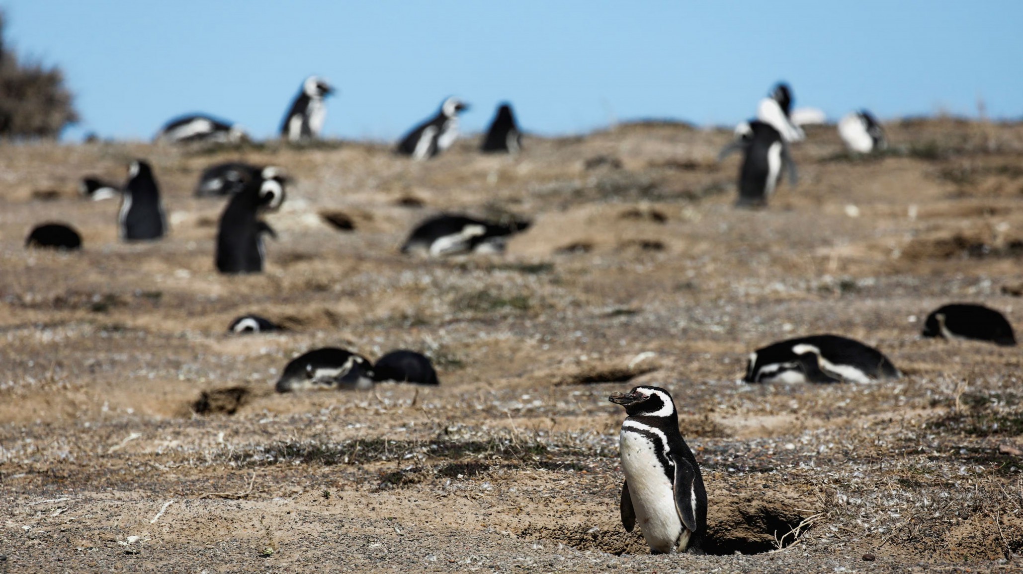 Confirmaron la condena al empresario que provocó la masacre de pingüinos en Punta Tombo