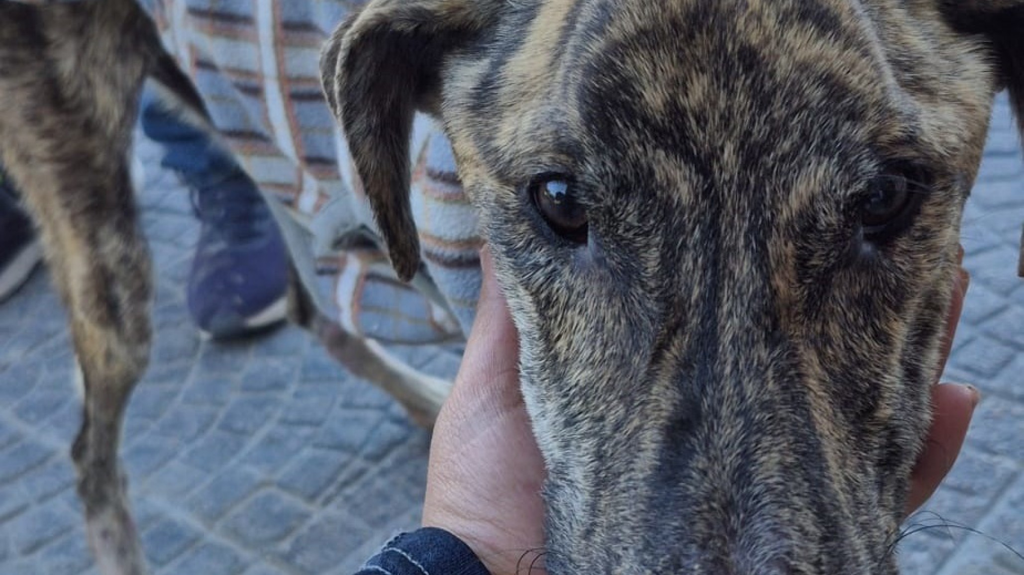 Imputaron a una mujer por crueldad animal tras la muerte de un perro abandonado en Río Negro