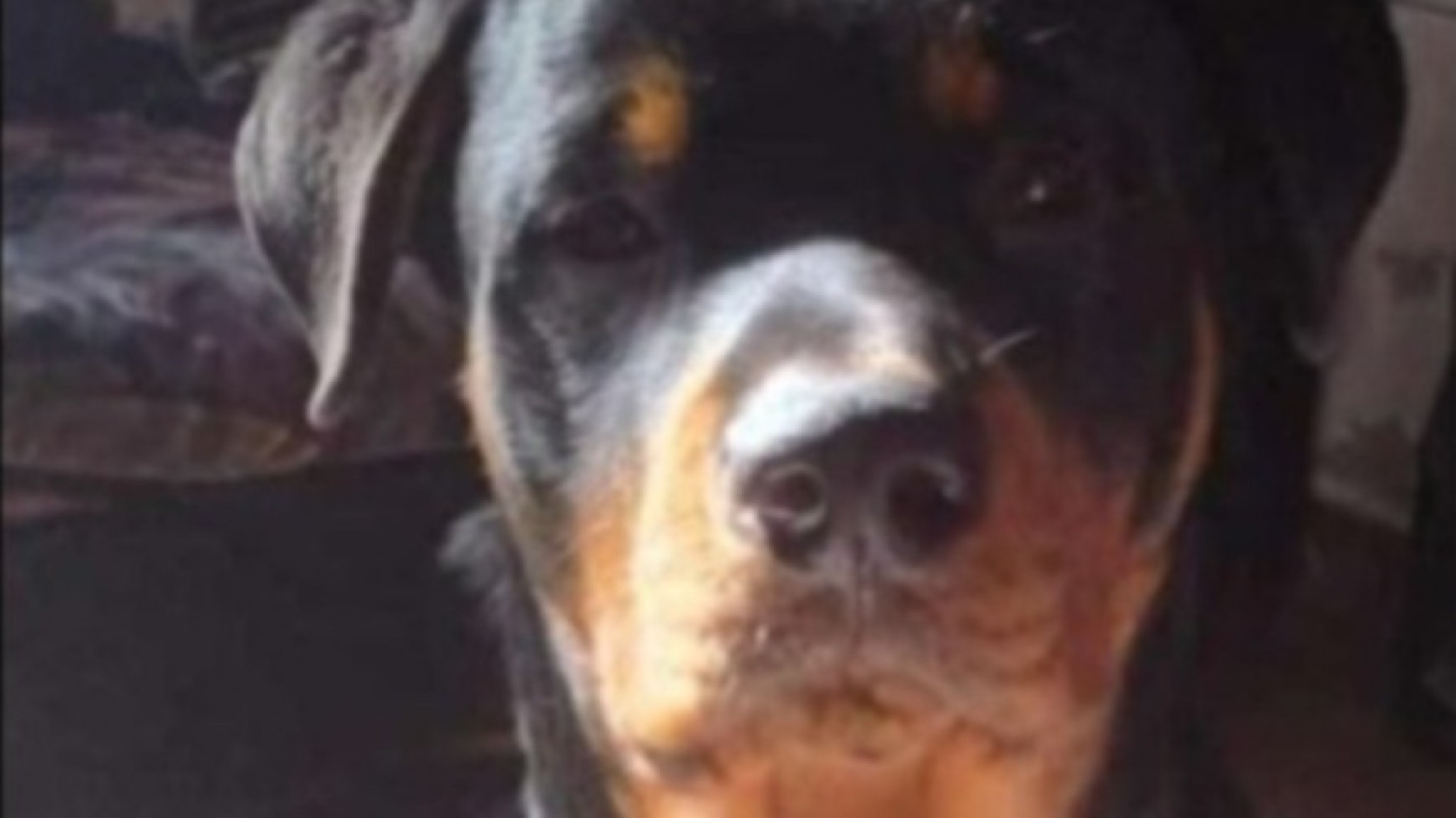 Buscan a Max desde hace 12 días y ofrecen recompensa: "Es un niño más en casa"