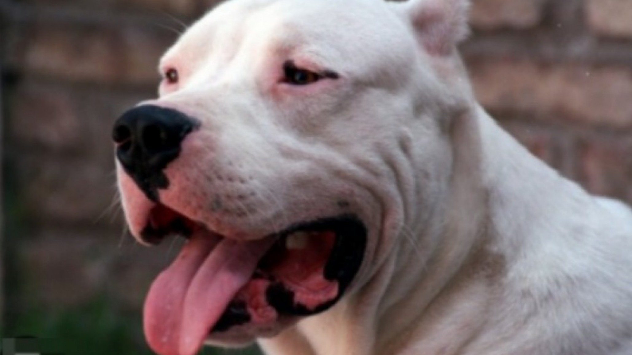 Un hombre fue atacado por perros en Loteo "El Faro" y está internado con múltiples heridas