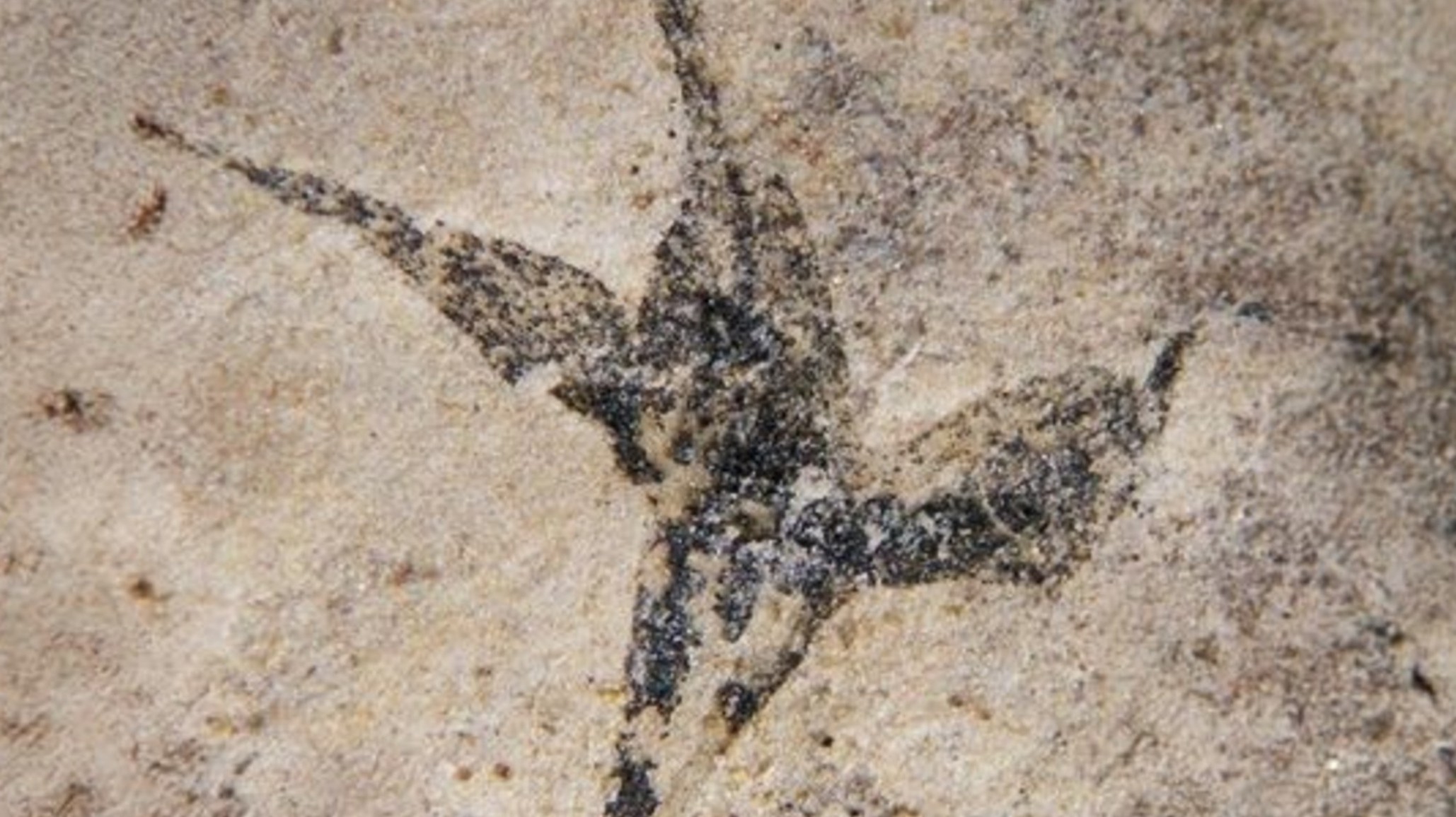 Histórico hallazgo en San Luis: descubrieron la flor fósil más antigua de Argentina