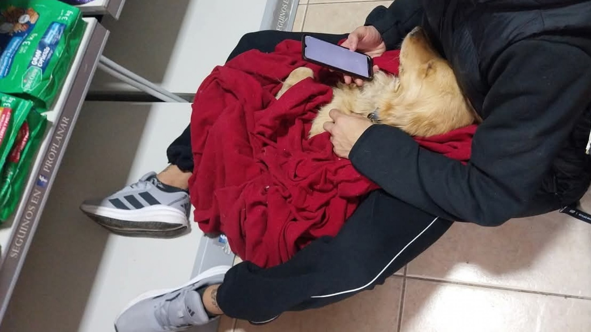 Máximo Abásolo: Una perrita abandonada con moquillo no pudo ser salvada