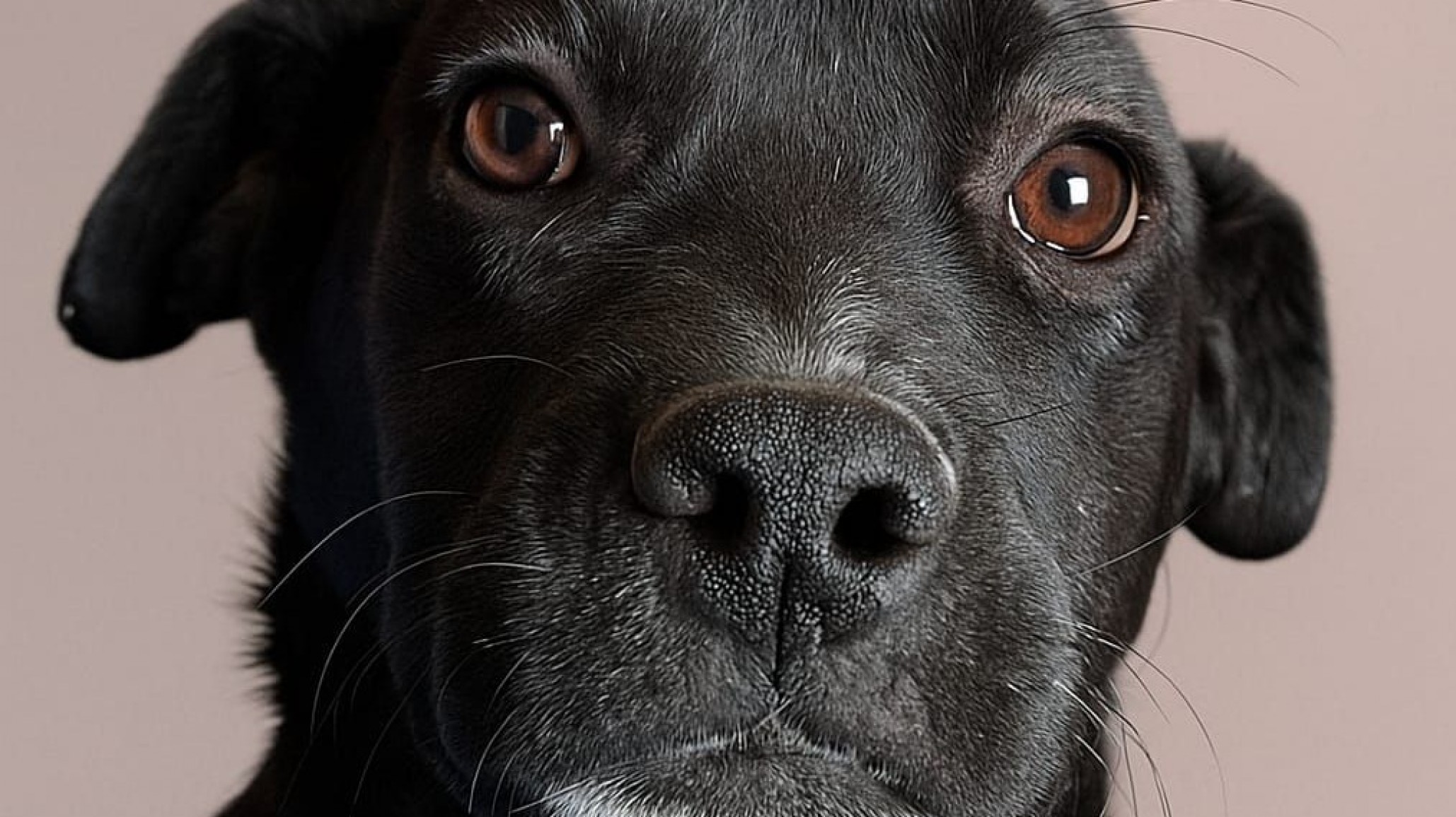 Comodoro: Rescataron a una perrita embarazada en Palazzo y buscan hogar para su cachorra