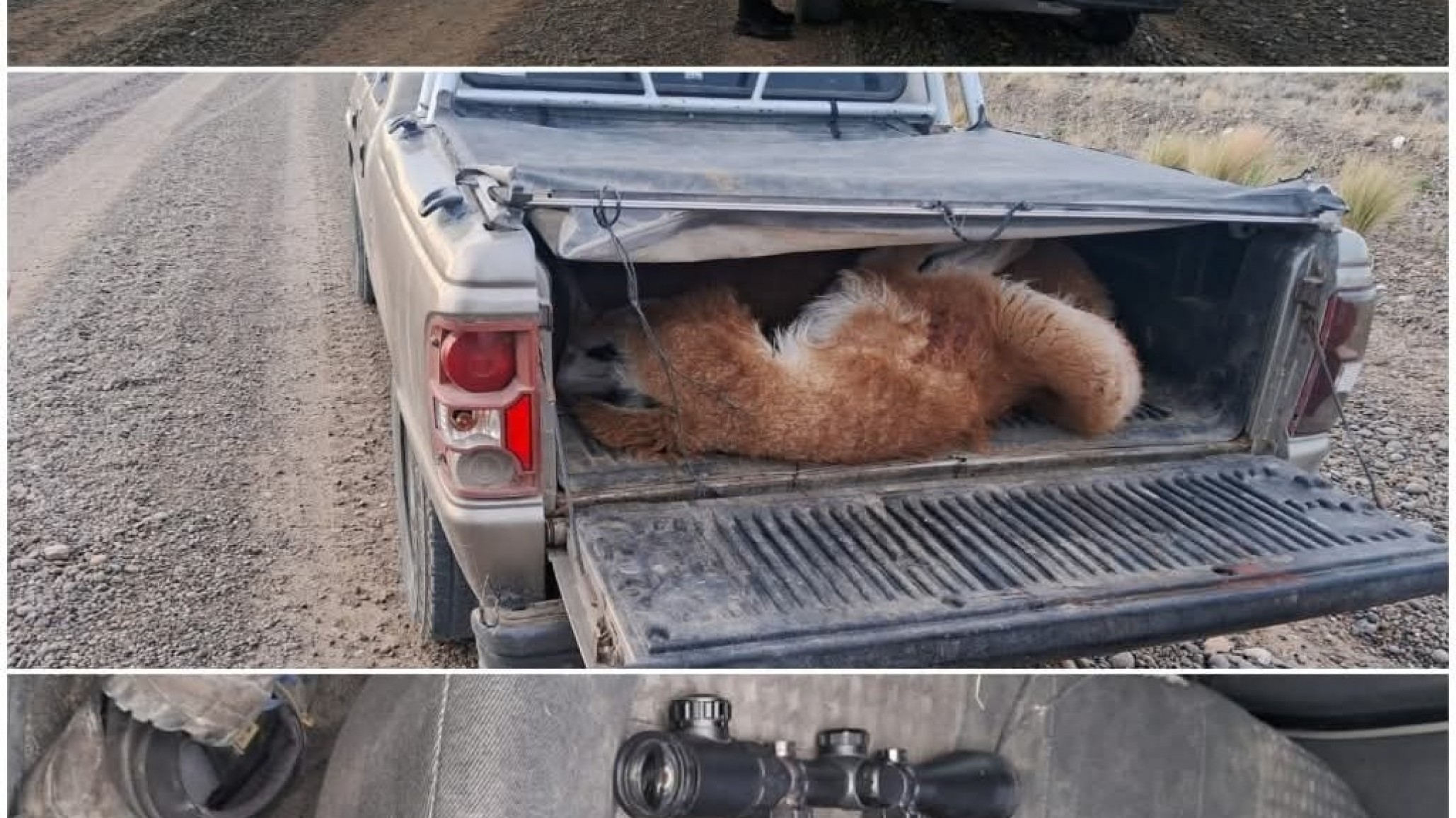 Lo sorprendieron circulando con tres guanacos muertos, un fusil y cuchillos