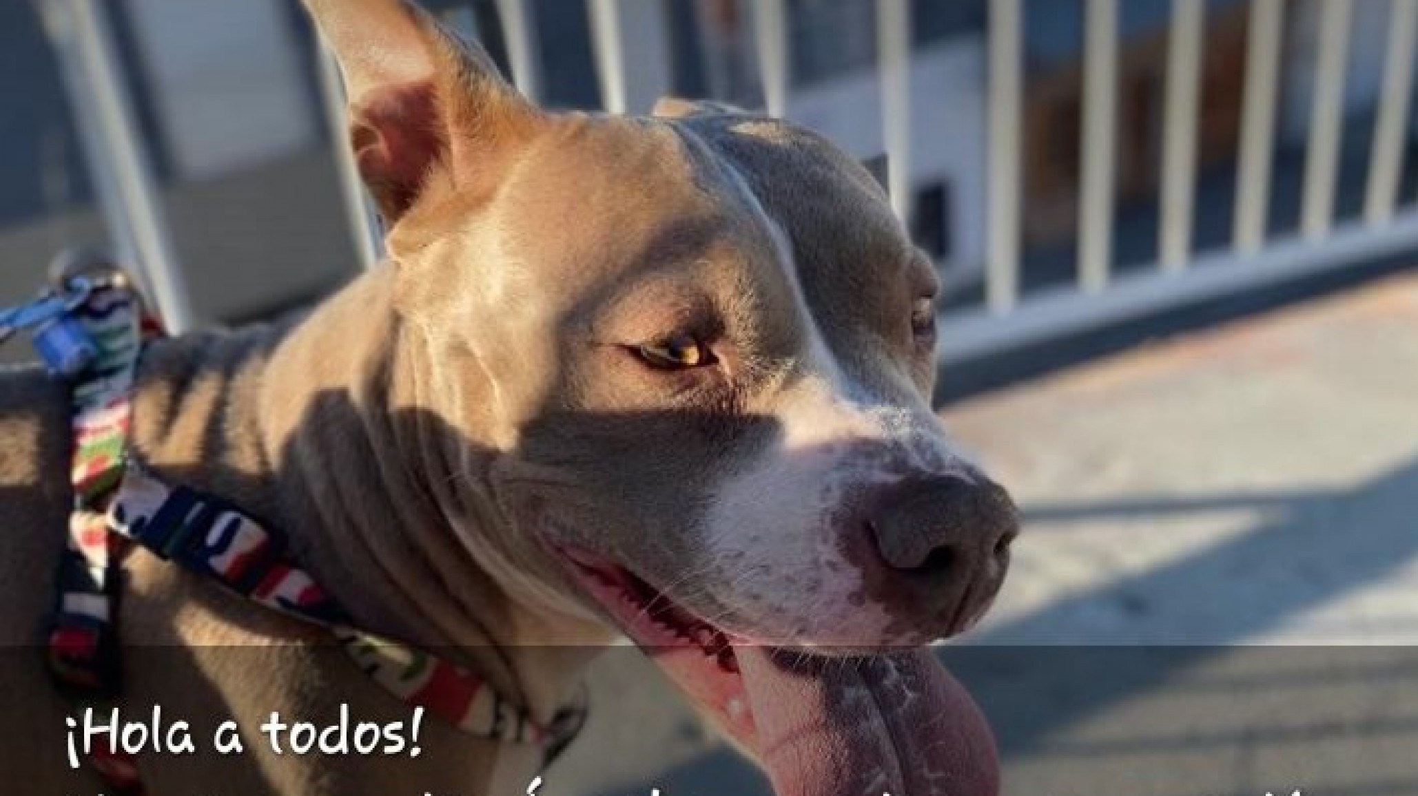 Campaña solidaria en Comodoro: vende milcaos caseros para salvar la vida de su mascota