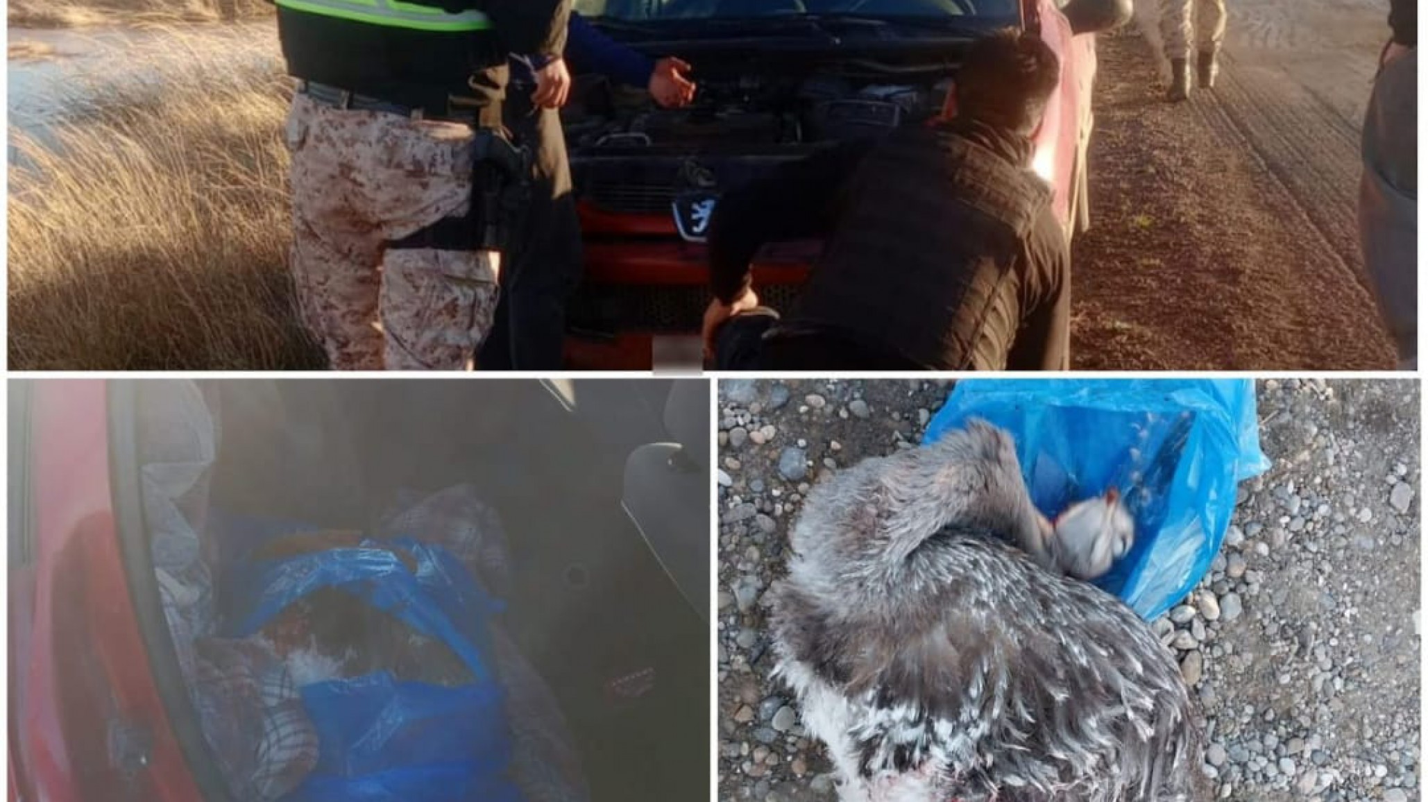 Secuestraron un ñandú transportado ilegalmente en la Ruta 26