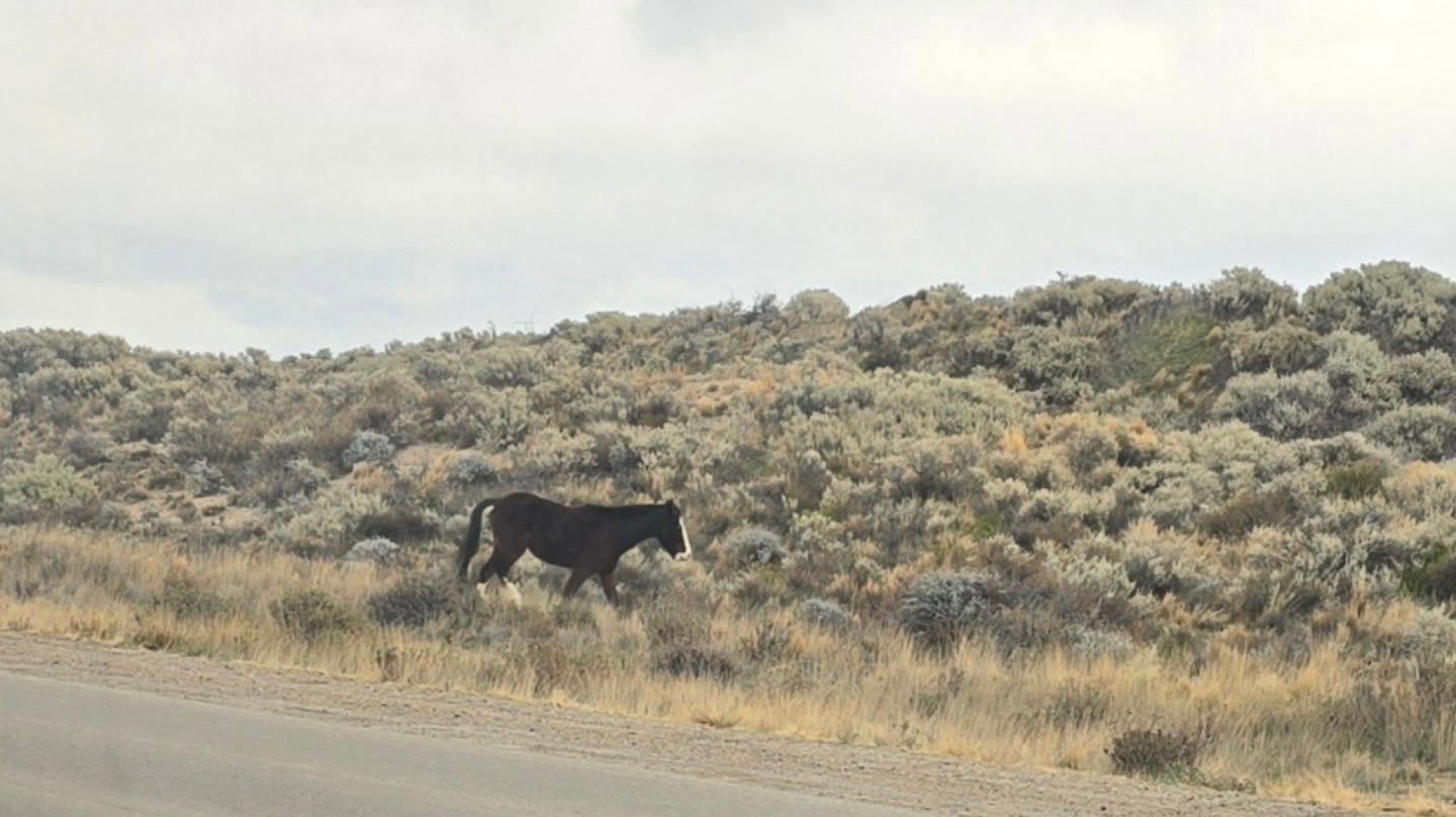 Alertan a los automovilistas por caballos sueltos en la Ruta 1