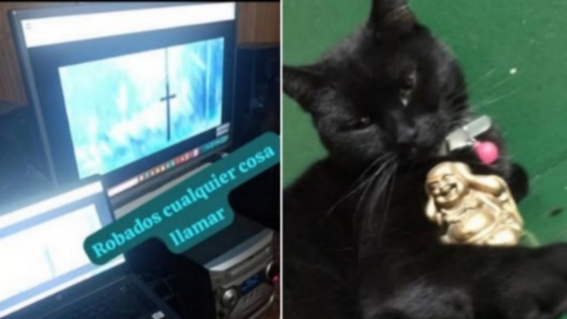 Le desvalijaron la casa y desapareció su gata: pide ayuda para recuperar sus pertenencias y a "Reyna"