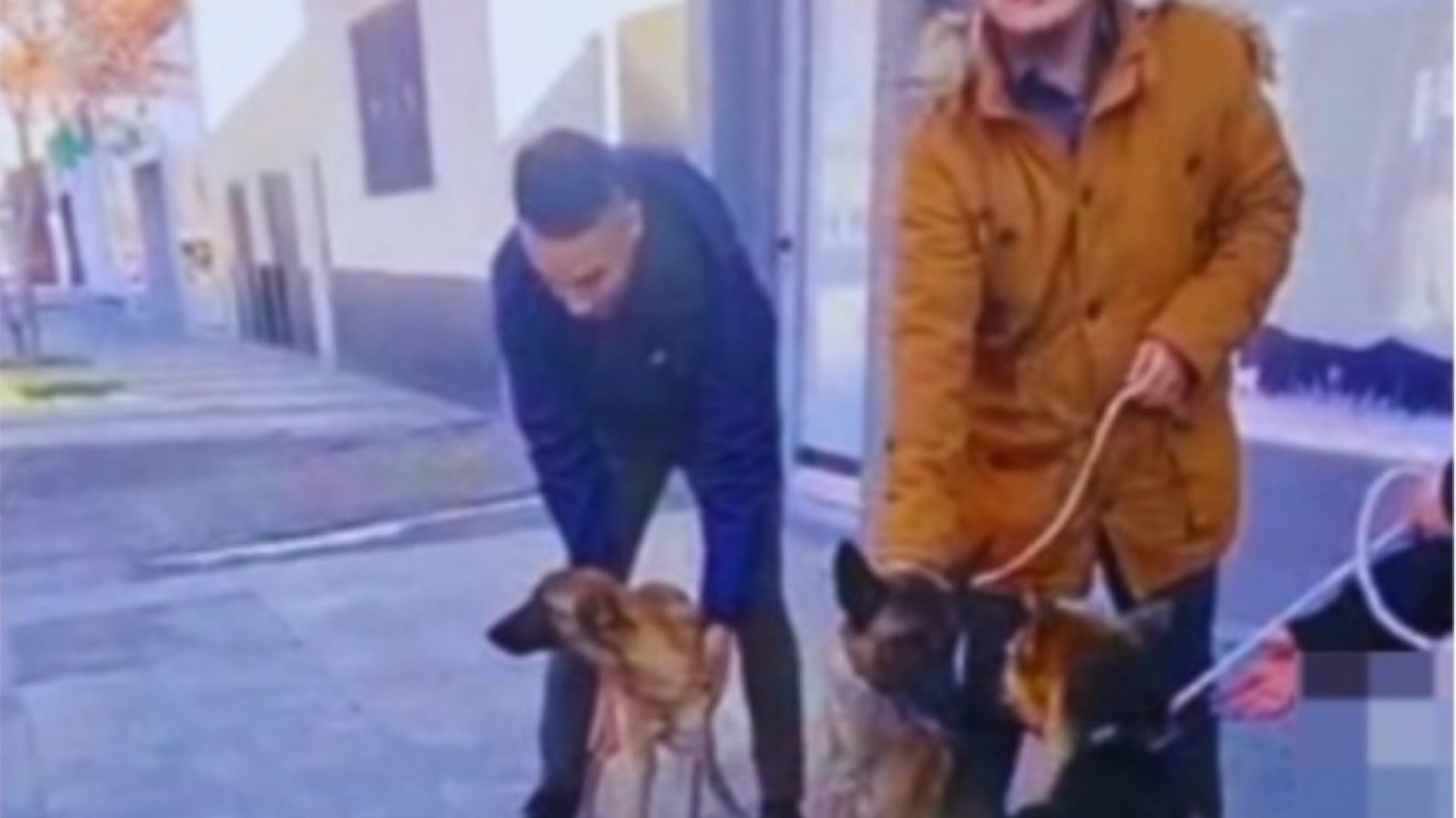 Rawson: rescataron perros desnutridos tras una denuncia anónima