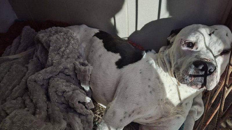 "Quedaron en adoptarlo y después no respondieron más": el drama del Gordo, un dogo que sigue esperando familia