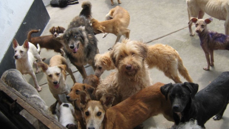 Km.17: Convocaron a un charla para abordar la sobrepoblación de mascotas en Comodoro