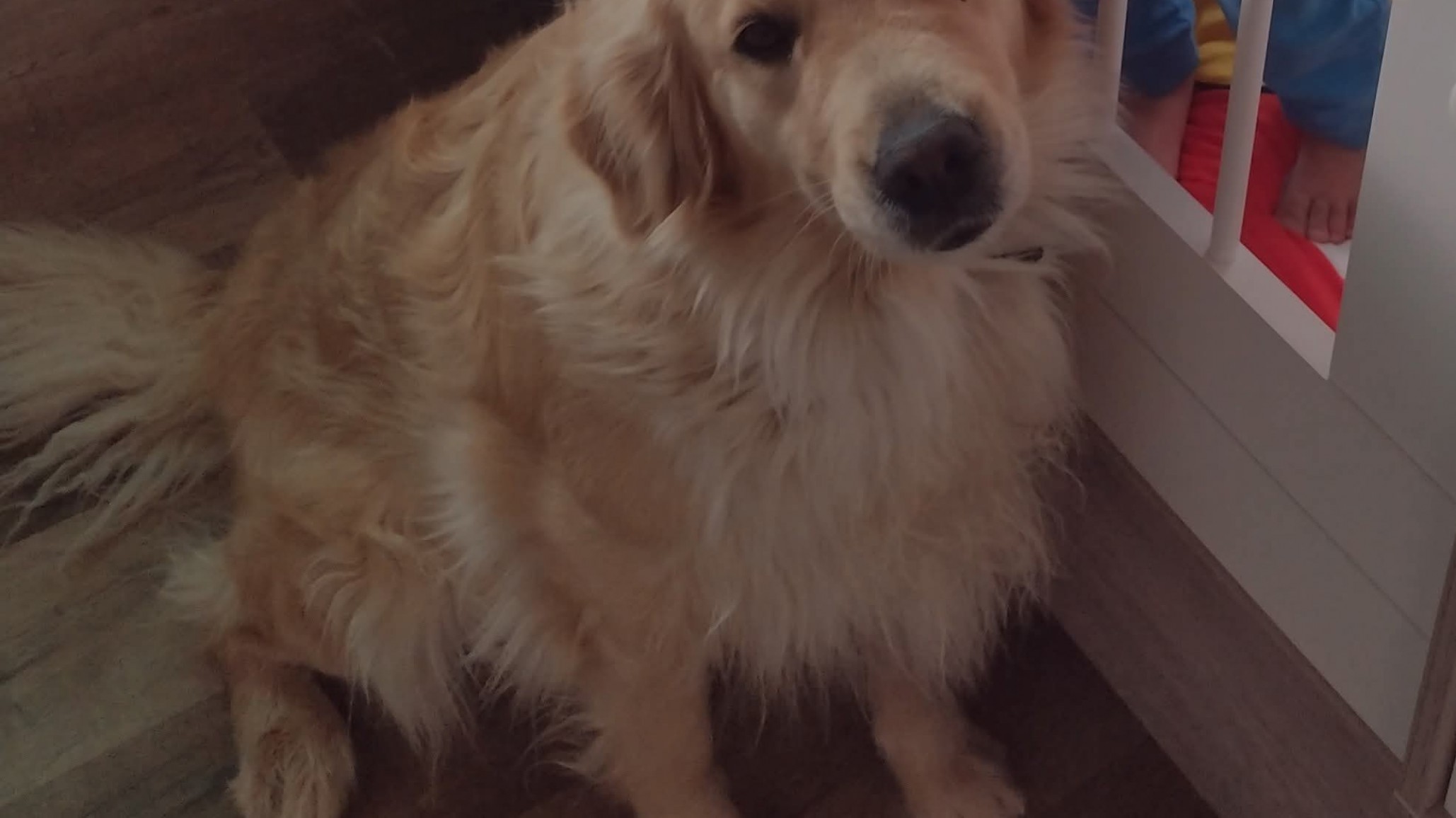 Buscan a "Pancha" desde hace 12 días en el barrio Don Bosco de Km 8