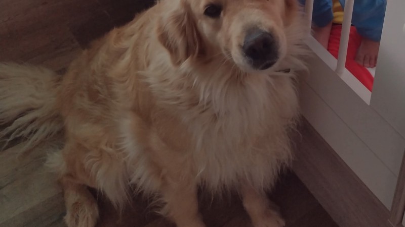 Buscan a "Pancha" desde hace 12 días en el barrio Don Bosco de Km 8