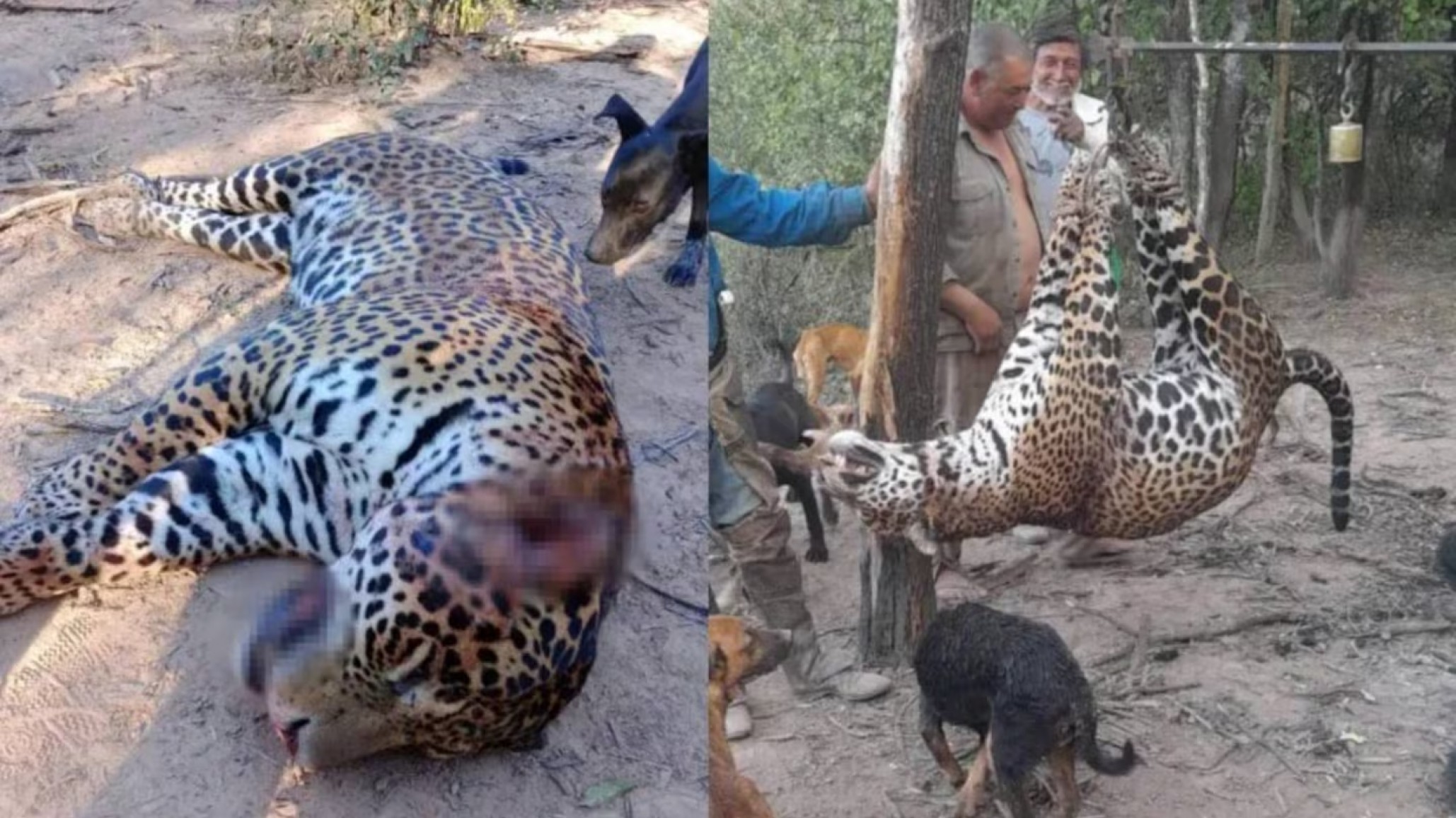 Histórico fallo: tres cazadores irán a prisión por matar y carnear a un yaguareté