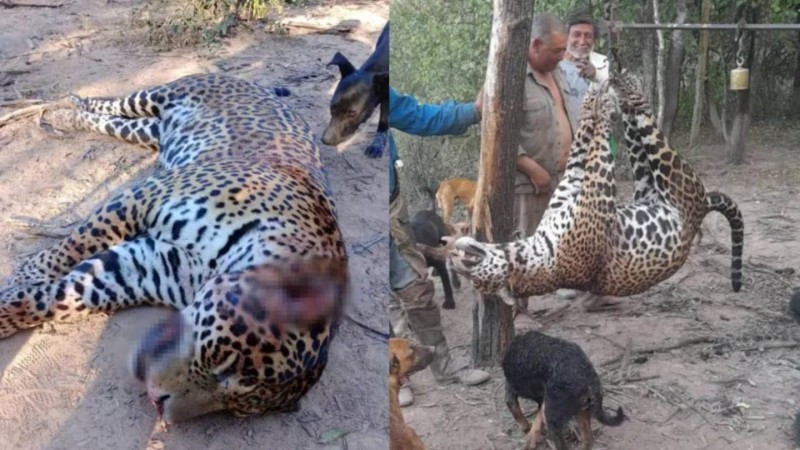 Histórico fallo: tres cazadores irán a prisión por matar y carnear a un yaguareté