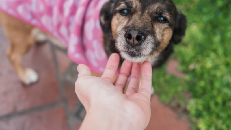 Un seminario gratuito en Comodoro para crear abrigos con material reciclado y ayudar a "patitas"
