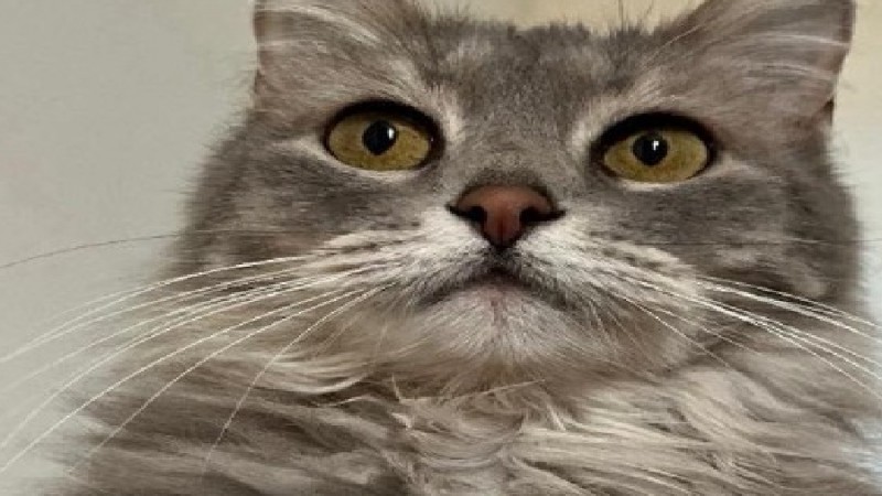 Buscan a India, una gata gris perdida: "Te espero con ansias":