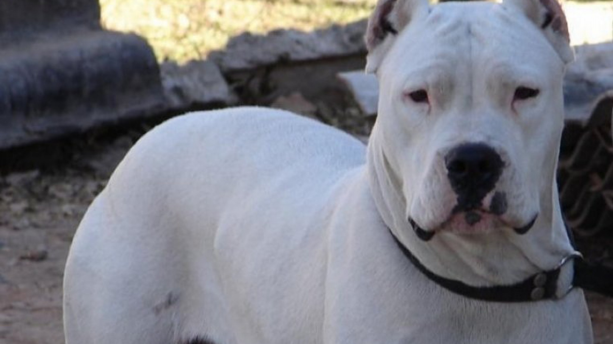 Una mujer fue a visitar a sus papás y fue salvajemente atacada por dos dogos argentinos en Córdoba