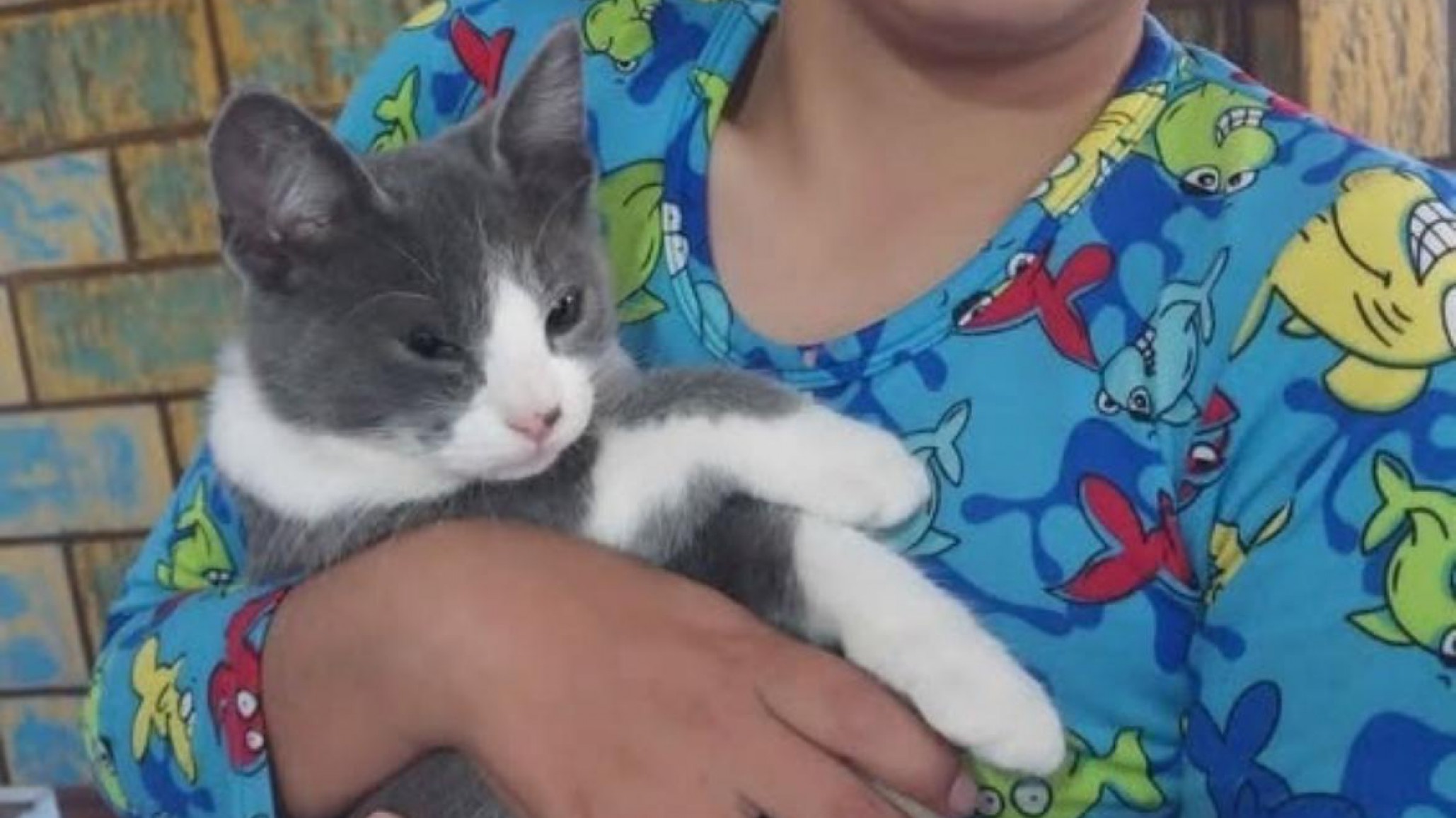 Ofrece medio millón de pesos al que encuentre el gato de su hijo