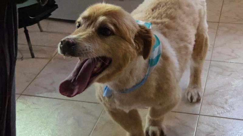 Grave hecho en Km 8: "Hay alguien disparando en el barrio; hoy fue un perro, mañana puede ser un niño"