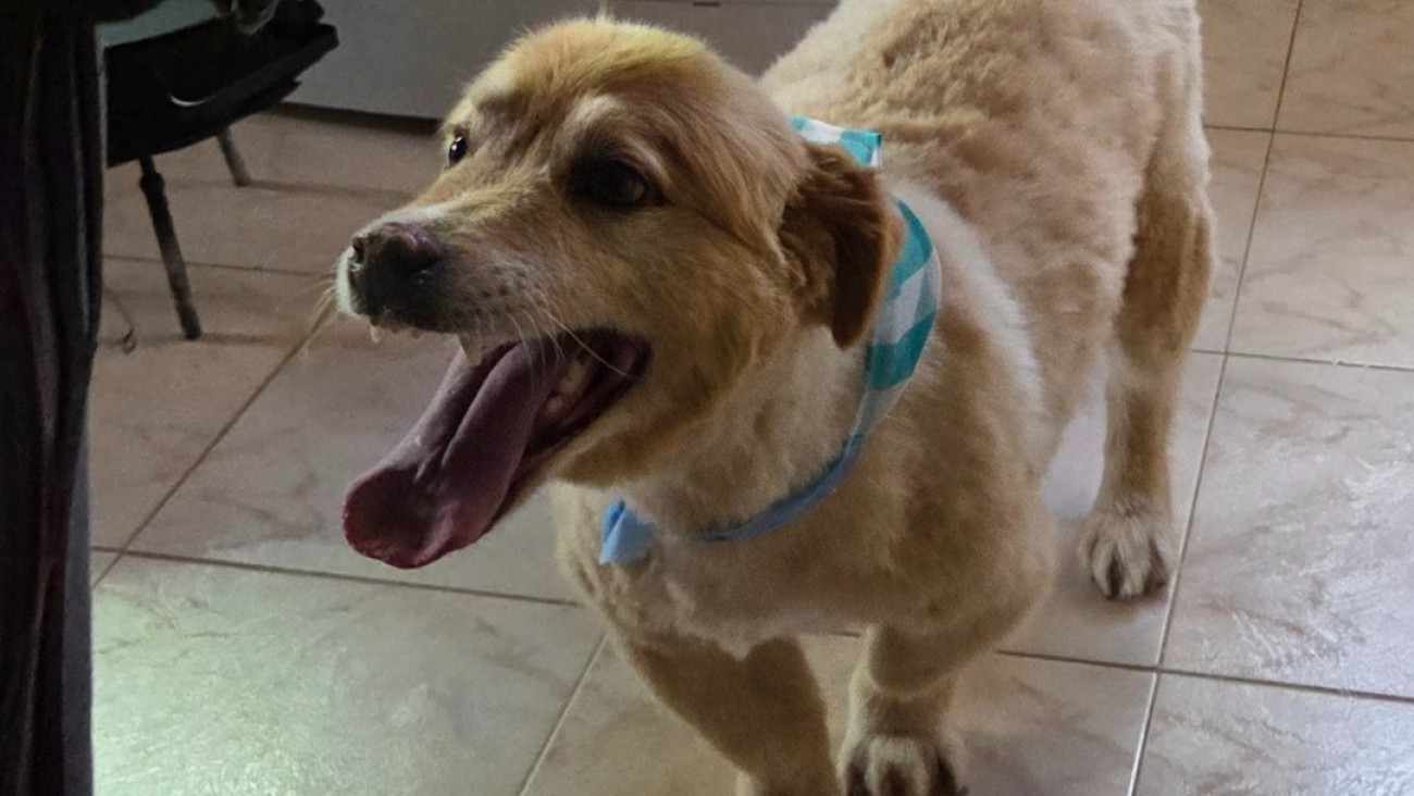 Grave hecho en Km 8: "Hay alguien disparando en el barrio; hoy fue un perro, mañana puede ser un niño"