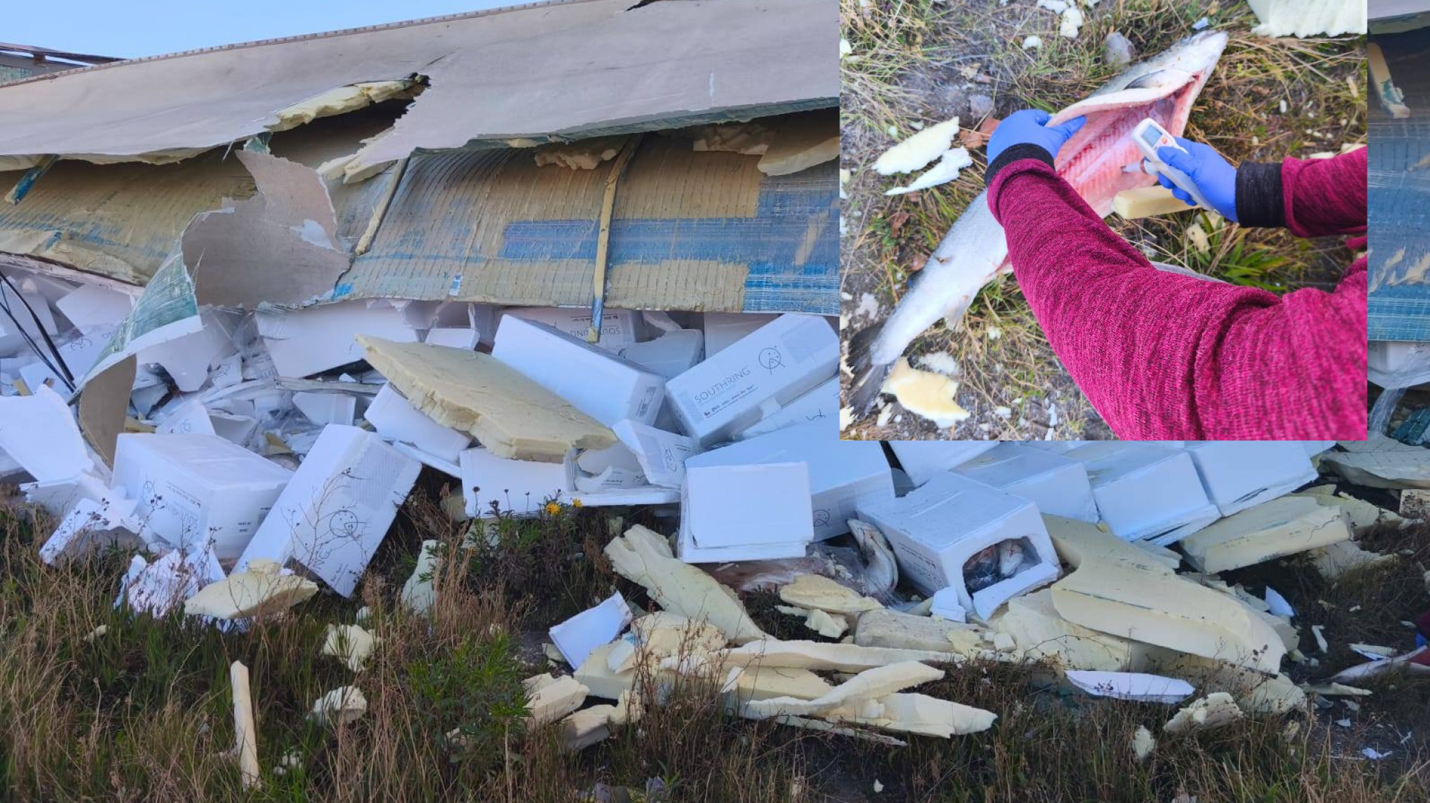 Advierten que el pescado de un camión que chocó en Ruta 3 no es apto para consumo humano