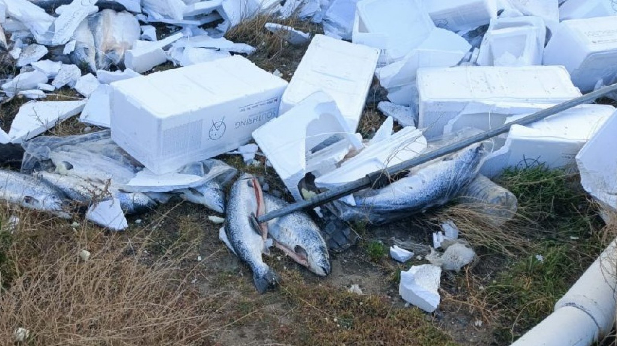 La orden de Rawson era llevarse el pescado, pero la basura la dejaron