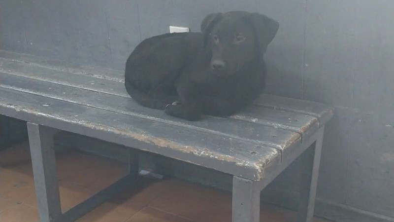 Dejaron un cachorro abandonado en la terminal: "Todos ponen puntitos pero nadie adopta"