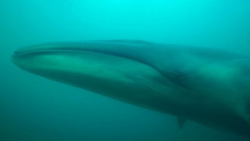 El CONICET descubrió un santuario de ballenas sei entre Comodoro y Rada Tilly